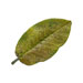 jardi dome jardinerie services diagnostique vegetal